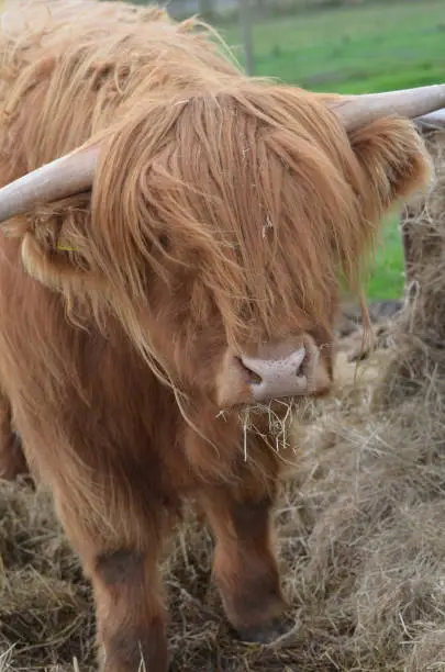 Highland cow munching on a pile of hay with a cute face.