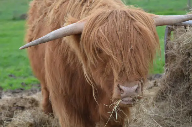 Highland cattle munching on a handful of hay in the Highlands of Scotland.