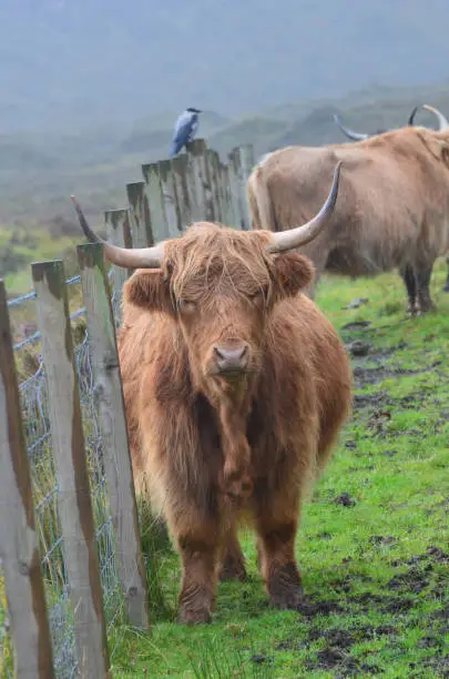 A dreary Scottish day with a Highland cow standing by the fence line.