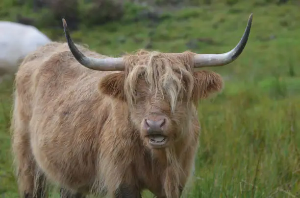 Highland cattle with his mouth open.