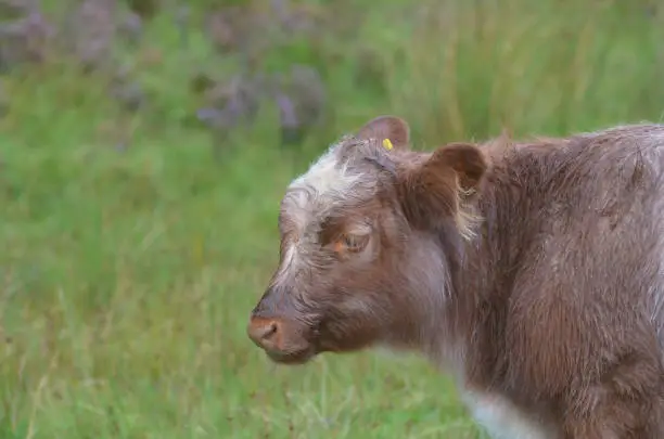 Cute roaming calf in the Scottish Highlands.