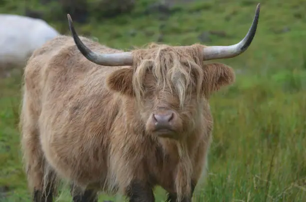 The Highlands with an iconic Highland Cow in a field.