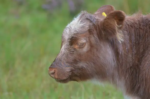 Scotland's adorable Highland calf roaming in a field.