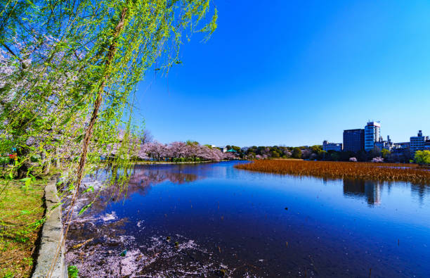 istock Spring Tokyo in Japan 1141233690