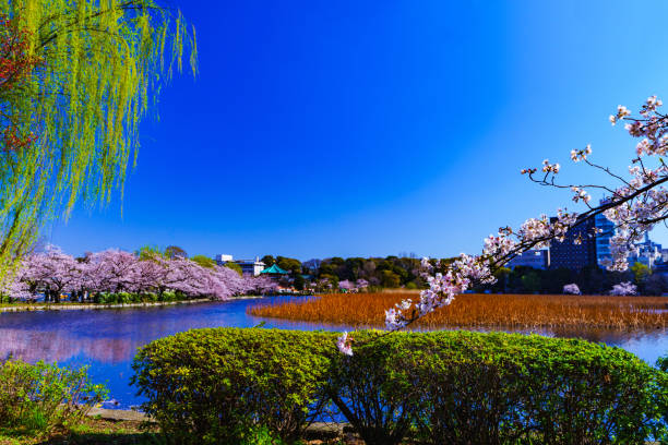 istock Spring Tokyo in Japan 1141233699