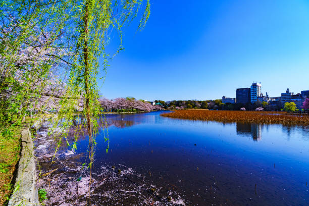 istock Spring Tokyo in Japan 1141233716