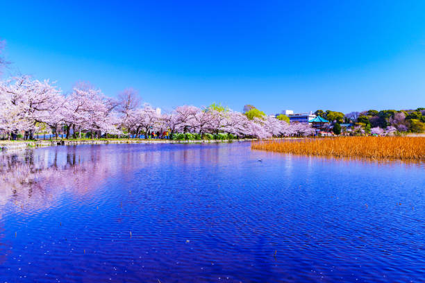 istock Spring Tokyo in Japan 1141233737