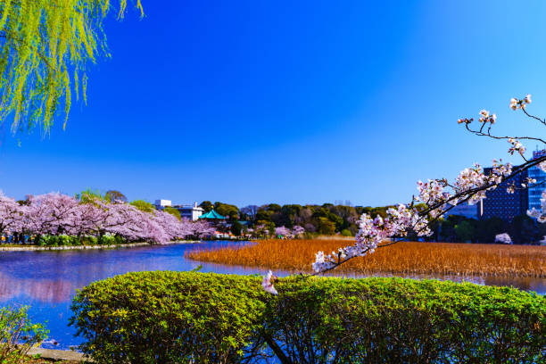 istock Spring Tokyo in Japan 1141233739