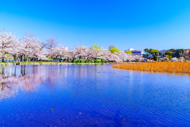 istock Spring Tokyo in Japan 1141233748