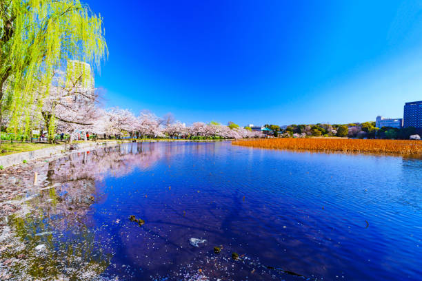 istock Spring Tokyo in Japan 1141233750