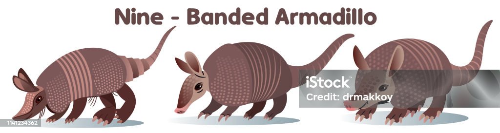 Armadillo Vector Armadillo Armadillo stock vector