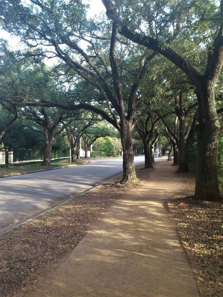 istock oak trees in Houston texas 1141234374