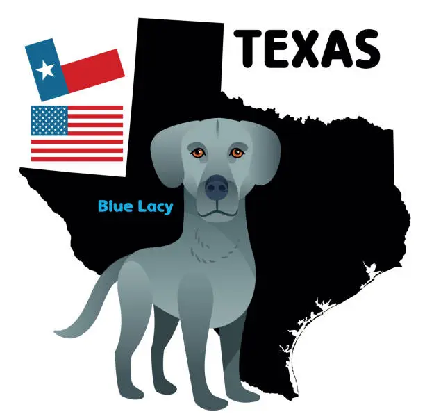 Vector illustration of Blue Lacy