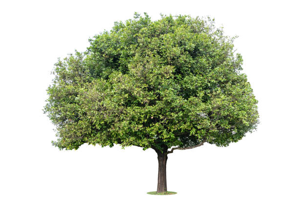 istock The big and green tree isolated on white background. Beautiful and robust trees are growing in the forest, garden or park. 1141237312