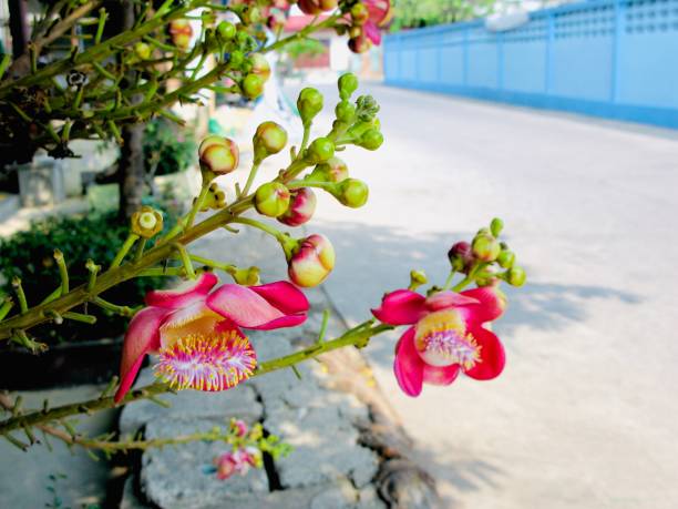 Close Up of Beautiful Red Couroupita Guianensis or Cannonball Flowers on Tree Branches.