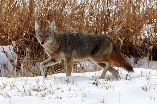 Coyote/Red Wolf in Cades Cove, Great Smoky Mountains National Park