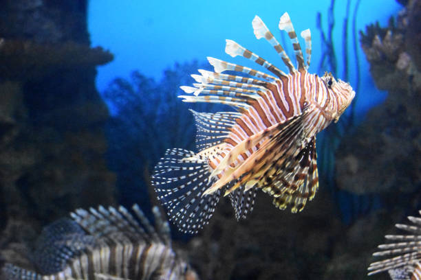 istock Lion Fish Swimming 1141239156