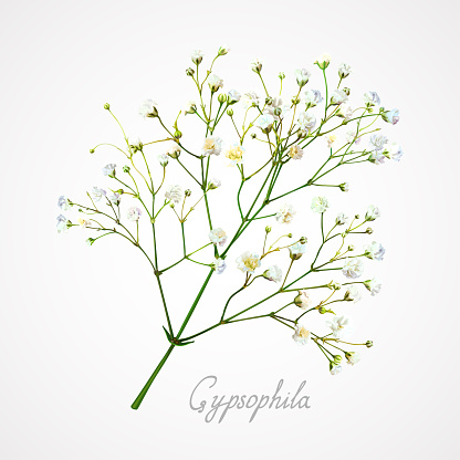 Branch of the gypsophila flower on a light background. Tender, fragile and airy  white small flowers on thin green stems. Element for modern romantic floral compositions and bunches