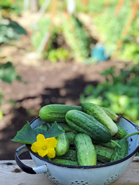 Fresh lettuce growing in country vegetable garden.