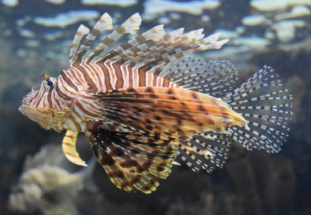 istock Underwater Look at a Lion Fish 1141241112