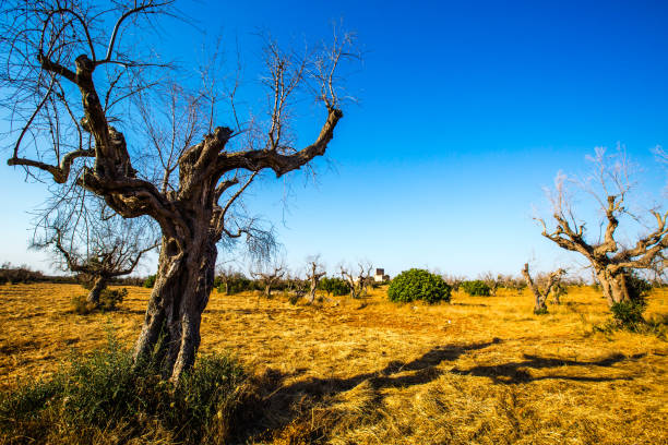 istock Olive trees attacked by xylella fastidiosa 1141241181