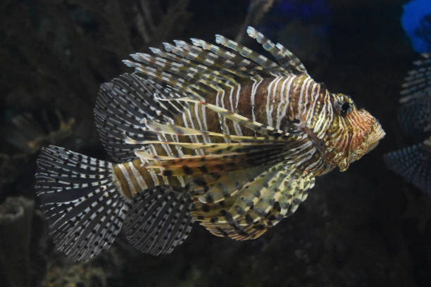 istock Underwater Look at a Lion Fish 1141241523