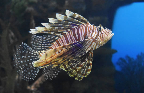 istock Underwater Look at a Lion Fish 1141241568
