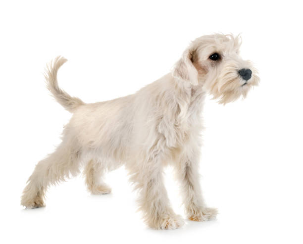 istock puppy white miniature schnauzer 1141241577