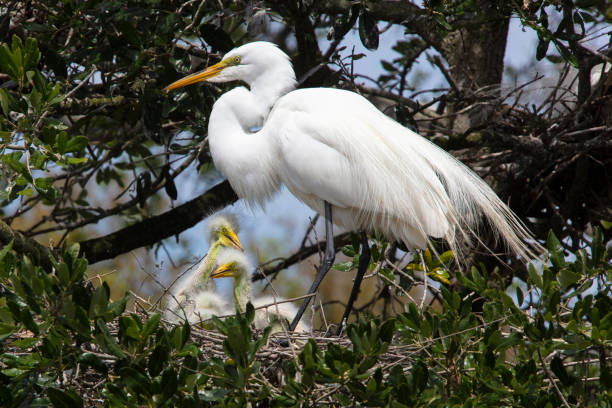 istock Great Egret on a nest 1141241587