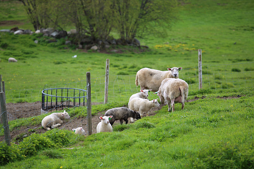 Norway farm sheep lambs, summer view