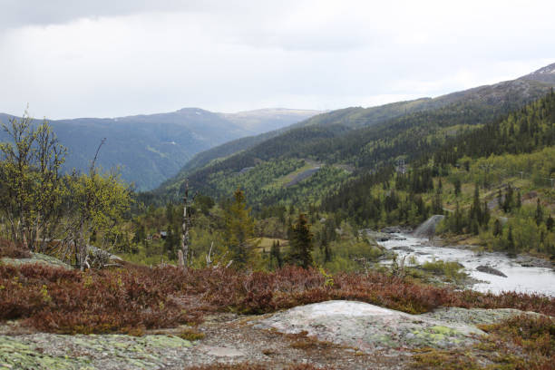 istock Tundra landscape in Norway 1141241709