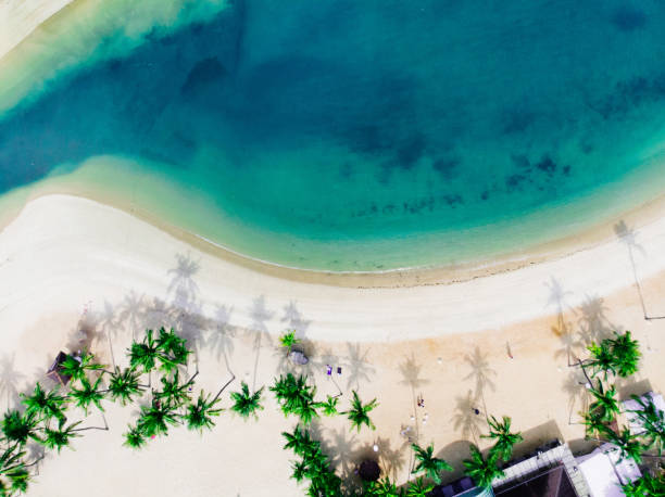вид с воздуха на остров сентоса - palm tree tree isolated landscaped стоковые фото и изображения