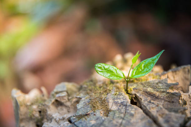 istock Young plant growing in a log wood. 1141242330