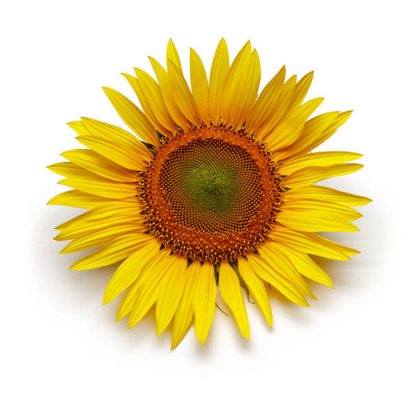 istock Single Sunflower isolated on white 1141242562