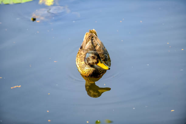 istock Mallard duck resting on a log 1141242793