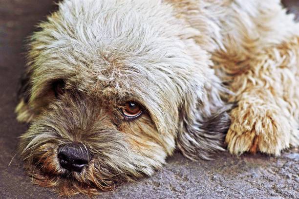 istock Cute curly hair dog lying down & looking at camera. 1141243204