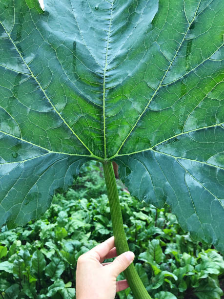 back lit close-up of squash leaf from country vegetable garden - back lit women one person spring imagens e fotografias de stock