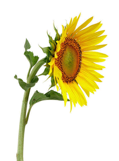 istock Sunflower with green leaves isolated on white 1141243284