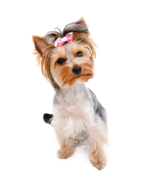 istock Beautiful funny puppy yorkshire terrier with bow isolated 1141243461