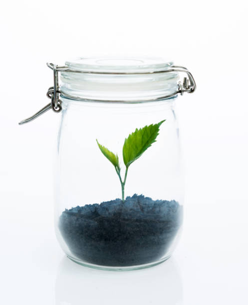istock Plant growing in the glass jar 1141245028