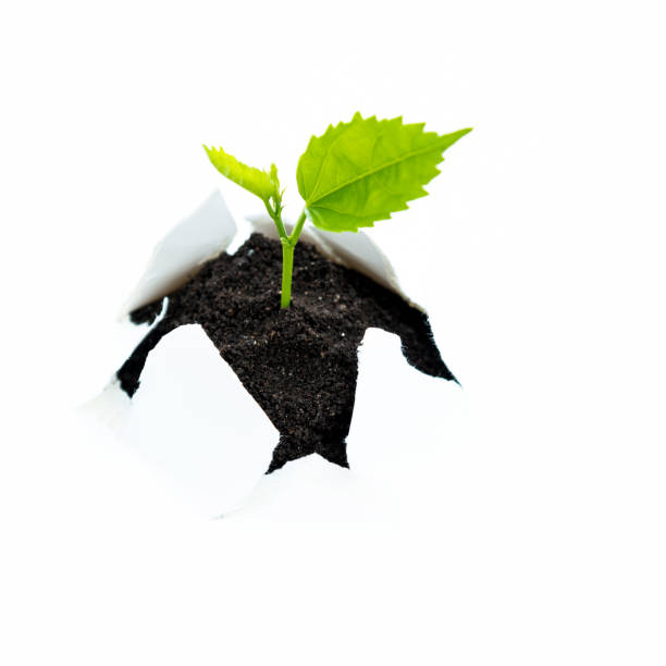 istock Green seedling growing from paper 1141245061