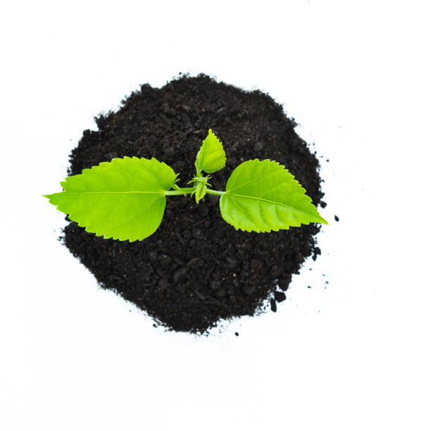 Seedling growing out of soil on white background.