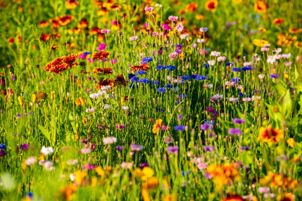 istock Meadow of wild flowers 1141245101