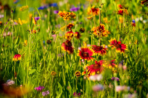 istock Meadow of wild flowers 1141245727