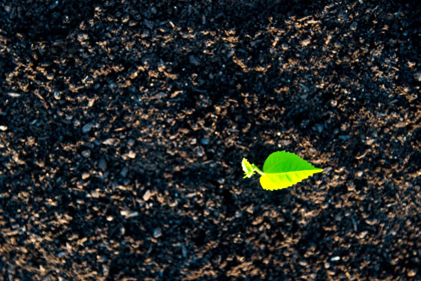 Green seedling growing in the soil.