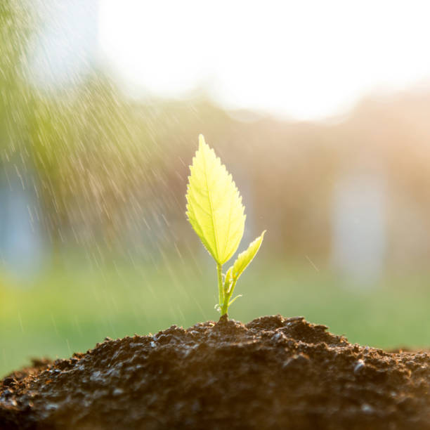 istock Green seedling in the rain 1141246189
