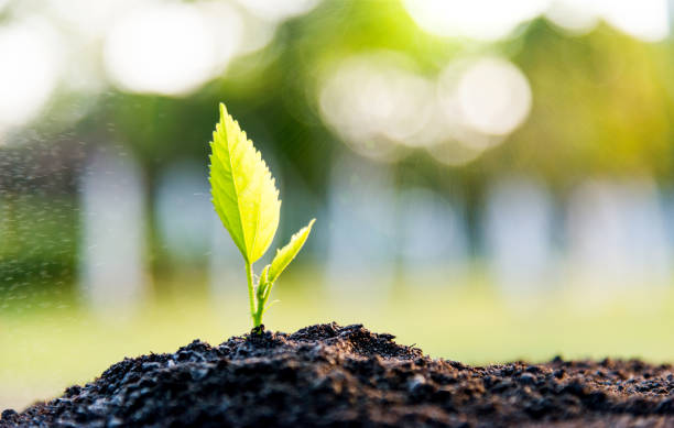 istock Green seedling in the rain 1141246578