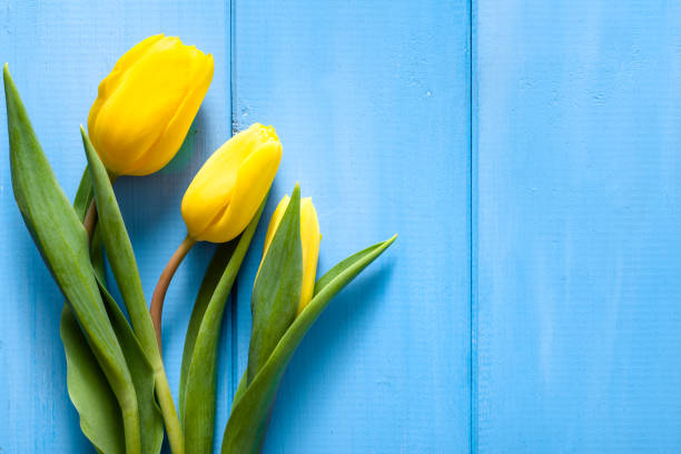 istock Spring easter background with tulip on wood 1141246605