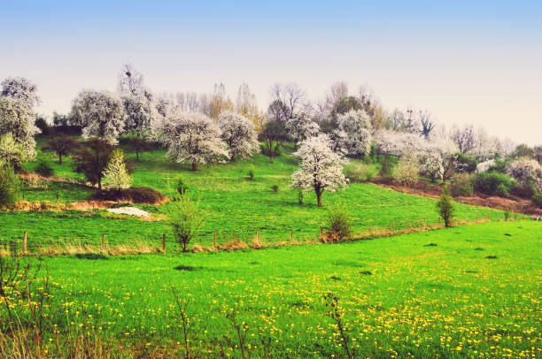 Beautiful landscape with cherry blossom in the agricultural region of Haspengouw in Limburg, Flanders, Belgium. Meadow with blooming dandelions in springtime.