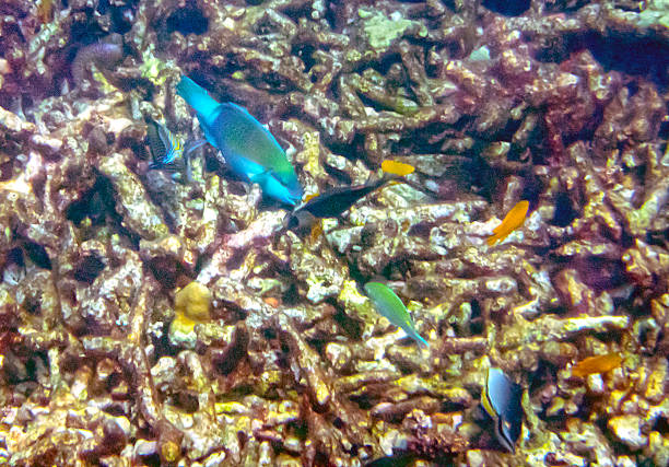 サンゴ礁 - beauty in nature coral angelfish fish ストックフォトと画像